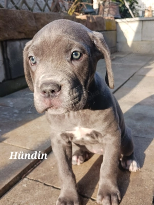 Reinrassige Cane Corso Welpen in blue line nur noch eine Hündin verfügbar