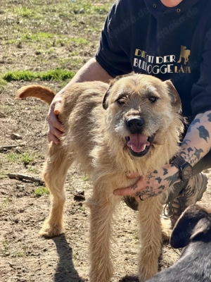 Getto, z. Zt. in Ungarn, ist so freundlich und zeigt sich stets von seiner positiven Seite