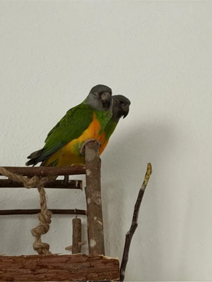 senegal Papagei Paar