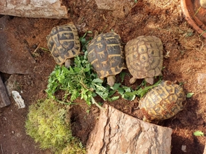 Siggi sucht neues Zuhause Landschildkröte