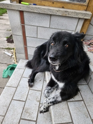 Hündin sucht Bestplatz