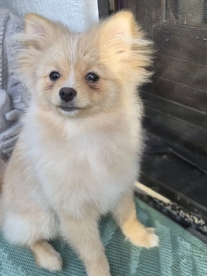 Pomeranian Mädchen Champagne Creme Farbe
