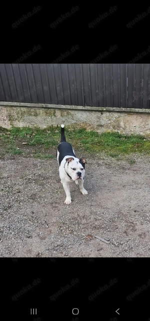 Old Englisch Bulldog Rüde 12 Monate