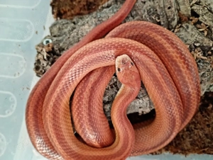 Kornnatter Striped männlich 