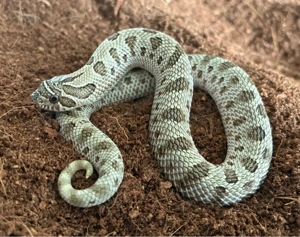 0.1 Arctic Conda Hakennasennattern   Heterodon Nasicus NZ25