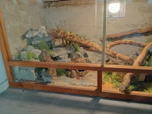 Kornnatter  im schönen Holzterrarium mit 3D Rückwand und Steinoptik