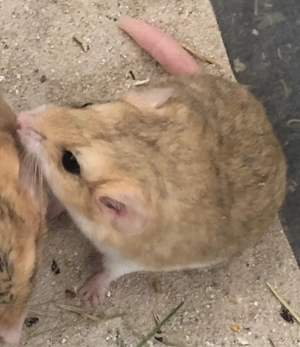 Süßes Handzahmes Fettschwanz Rennmaus Weibchen 