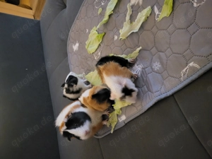 Meerschweinchen Babys 