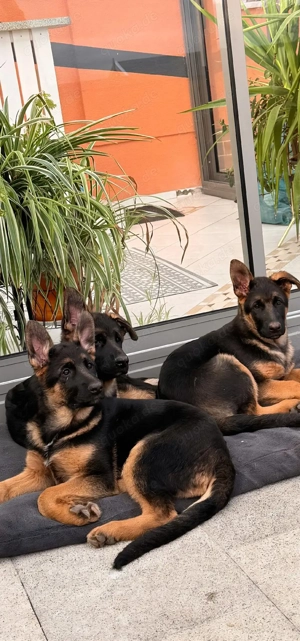 Deutsche Schäferhund Welpen 
