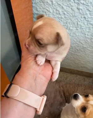 chihuahua welpen
