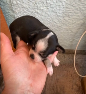 chihuahua welpen