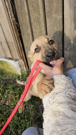 Aiko, 4 Monate, wird 50 cm