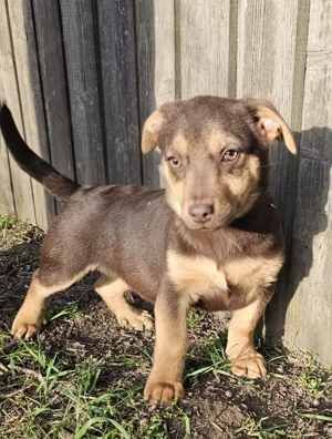 Welpe Tom, 4 Monate, wird ca. 40 cm