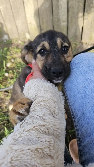 Welpe Fido, 4 Monate, wird ca. 50 cm