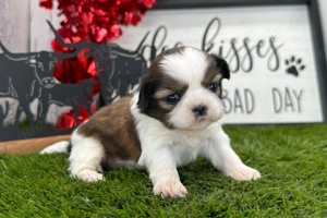 Wunderschöne Shih-Tzu-Welpen zur Adoption