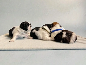 Wunderschöne Shih-Tzu-Welpen zur Adoption
