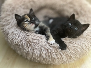 Katzen zur Reservierung, Mischlinge