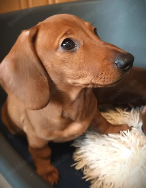 Niedlicher Dackelwelpe