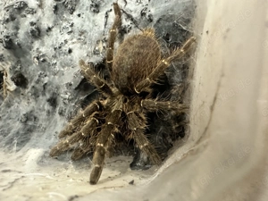 Ceratogyrus darlingi