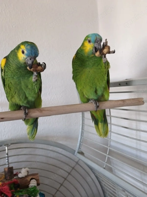 Amazonen Geschwister 