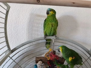 Amazonen Geschwister