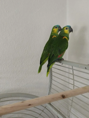 Amazonen Geschwister 