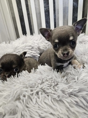 Chihuahua Welpen Mini blue tan