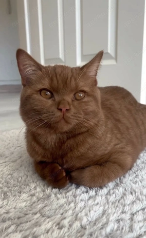 BKH Deckkater sucht gesunde Katze 