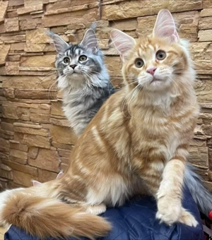 Maine-Coon-Kätzchen verfügbar