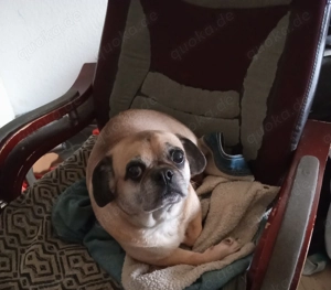 Mischlingshündin abzugeben 