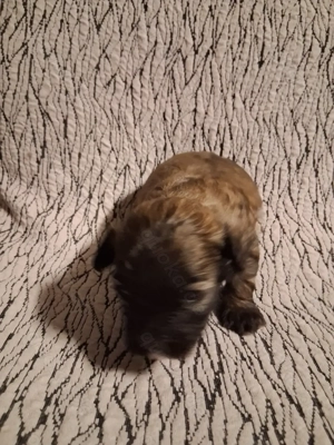 Maltipoo Welpen suchen ihr zuhause