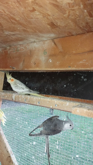 Nymphensittich Paar aus 2025