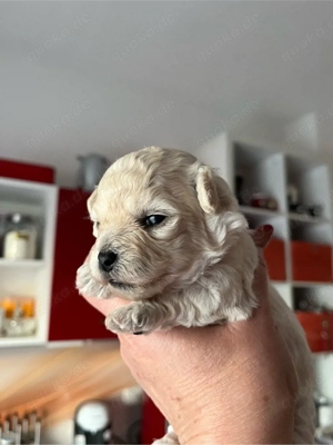 mini Bichon welpen