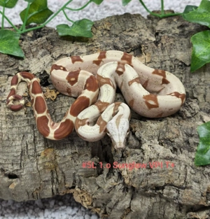 Angebot für Hamm boa constrictor imperator snow Leopard blood sunglow albino anery fire vpi t+