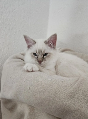 Heiliger Birma Kater