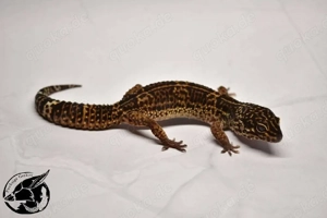 1.0 Black Blood Black Night pos Raptor Leopardgecko 
