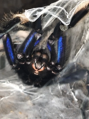 Chilobrachy natanicharum