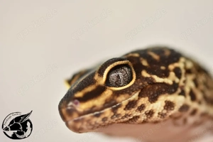 Tausch möglich gegen Pied Eclipse Panda 1.0 Black Blood Black Night pos Raptor Leopardgecko 