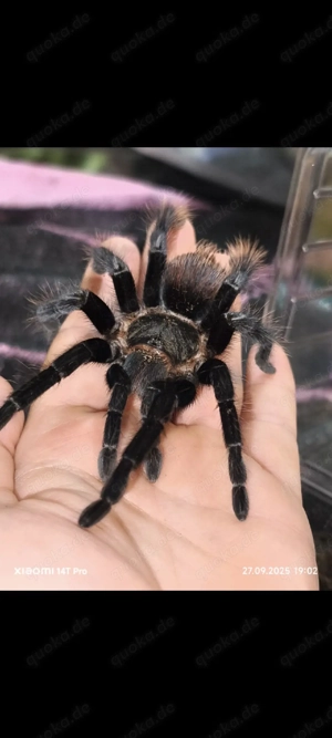 Vagans Pärchen abzugeben 