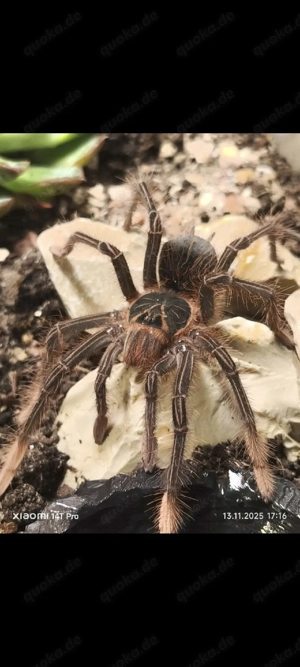 Theraphosa aphophis 4cm 