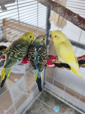 Junge Wellensitiche 2026