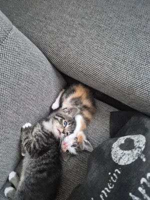  Zuckersüße Katzen Babys 