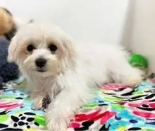 Unser süßer Welpe (Mitch) ist bereit für sein neues Zuhause für immer.