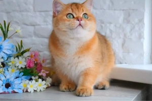 BKH BLH britisch Kurzhaar einzige junge noch frei Black golden tabby ticked ny 25 vom züchter Bild 6
