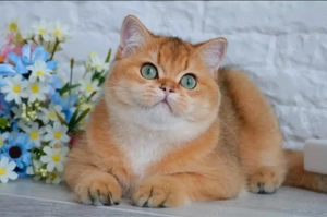 Deckkater BKH KING black golden shaded (ny 11)mit Stammbaum