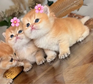 Bkh kitten Black golden shaded ny 11 Britisch kurzhaar babys vom Züchter