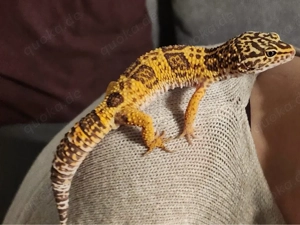 Leopardgecko 1.0 Tremper Albino