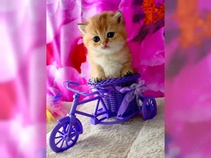 Reinrassige BKH Kitten mit Stammbaum 