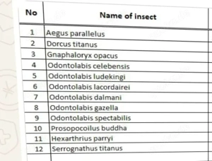 Hirschkäfer lebend abzugeben 