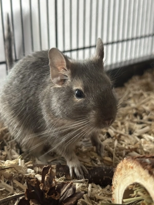 Degus, 2 Stück weiblich, 03.25